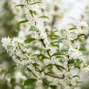 Osmanthus x burkwoodii Ball 12L - image 2