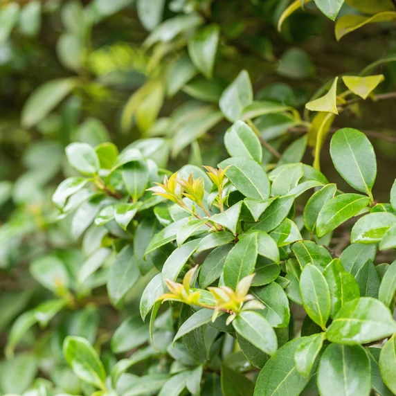 Osmanthus x burkwoodii 27L - image 3