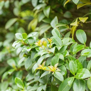 Osmanthus x burkwoodii 12L - image 3