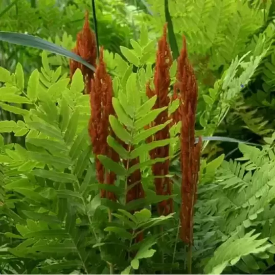 Osmunda regalis 9cm