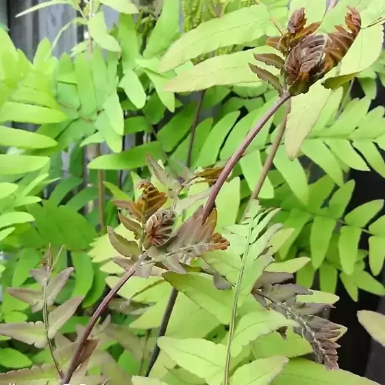 Osmunda regalis 'Purpurascens' 15cm