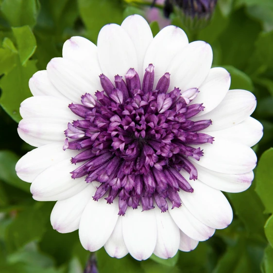 Image Credit:  Ball Horticultural Company