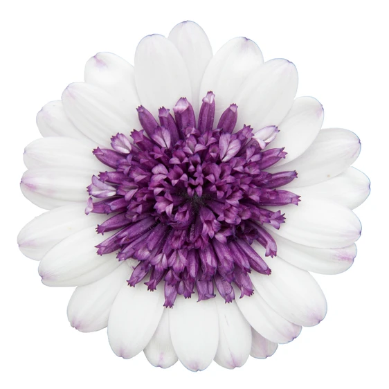 Osteospermum 3D Double 'Blueberry Shake' - image 1