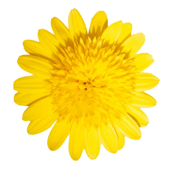 Image Credit:  Ball Horticultural Company
