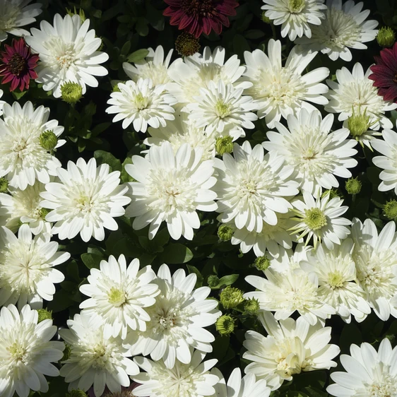 Image Credit:  Ball Horticultural Company