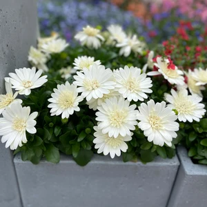 Image Credit:  Ball Horticultural Company