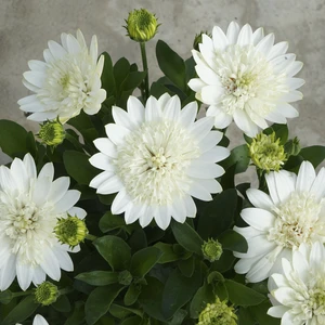 Image Credit:  Ball Horticultural Company