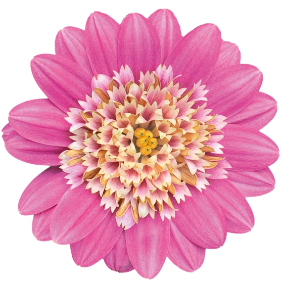 Image Credit:  Ball Horticultural Company