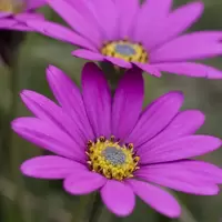 Osteospermum