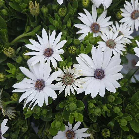 Osteospermum 'Cream'