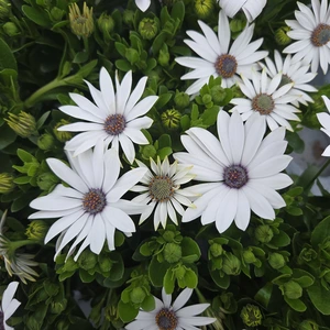 Osteospermum 'Cream'