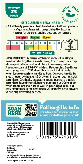 Osteospermum Daisy Mae Mixed - image 2