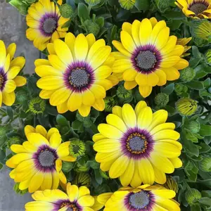 Osteospermum 'Dalina Blue Eyed Beauty' 10.5cm - image 2