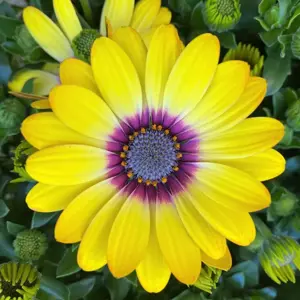 Osteospermum 'Dalina Blue Eyed Beauty'