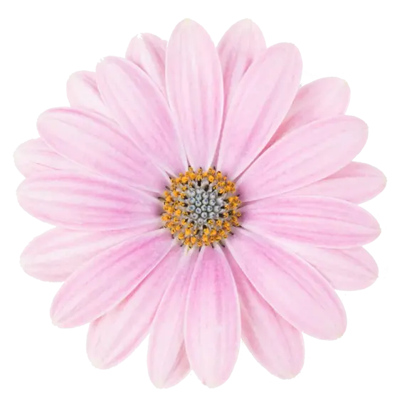 Osteospermum 'Dalina Compact Light Pink' - image 1