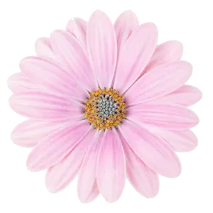 Osteospermum 'Dalina Compact Light Pink' - image 1