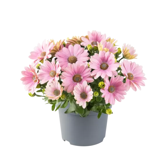 Osteospermum 'Dalina Compact Light Pink' - image 2
