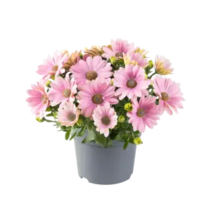 Osteospermum 'Dalina Compact Light Pink' - image 2