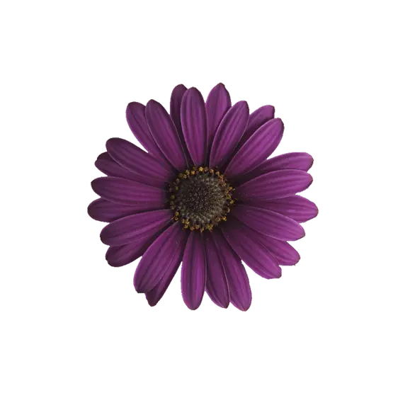 Osteospermum Dalina 'Compact Purple'