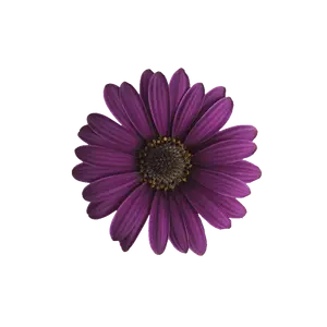 Osteospermum Dalina 'Compact Purple'
