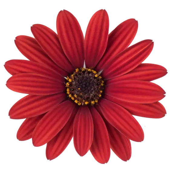 Osteospermum 'Dalina Compact Red'