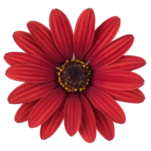 Osteospermum 'Dalina Compact Red'