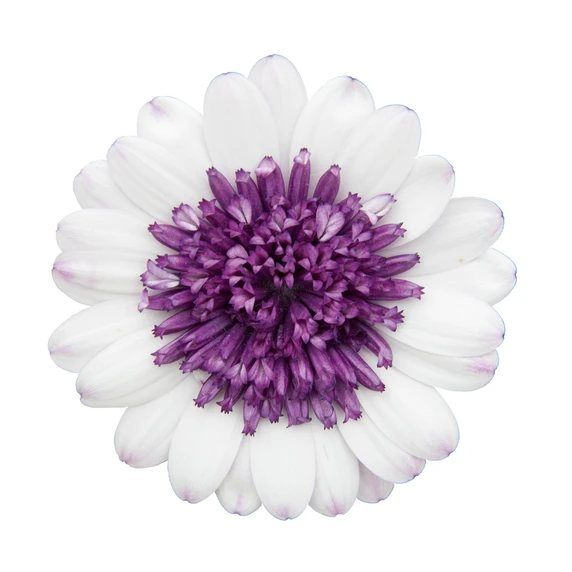 Picture - Selecta One