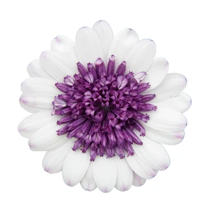 Picture - Selecta One