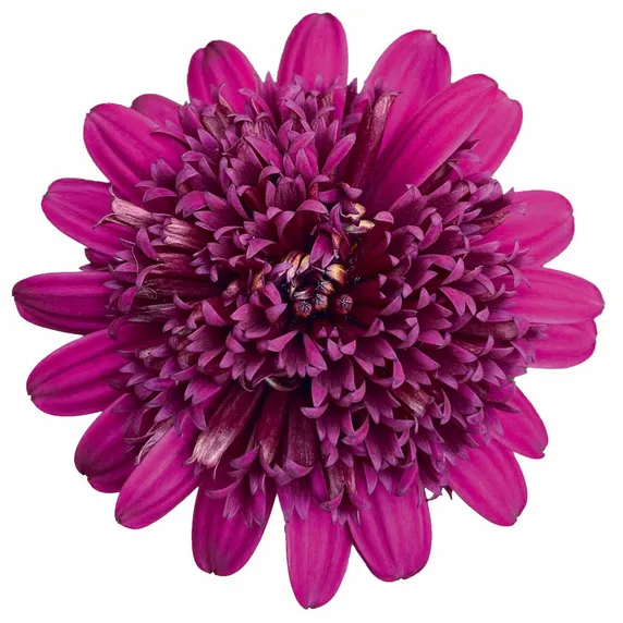 Picture - Selecta One