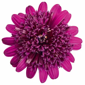 Picture - Selecta One