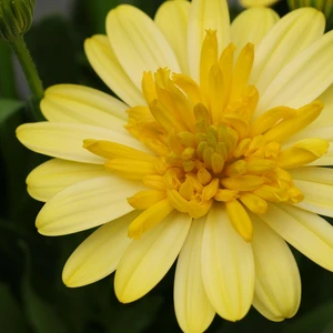 Osteospermum 'Dalina Double Yellow'
