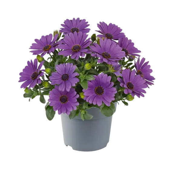 Osteospermum 'Dalina Lavender' - image 2