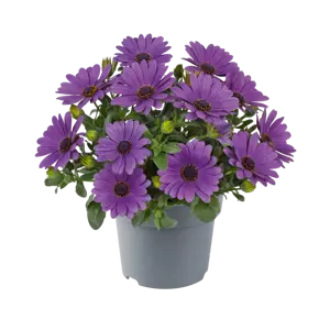 Osteospermum 'Dalina Lavender' - image 2