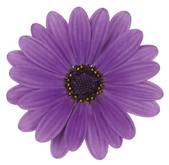 Osteospermum 'Dalina Lavender' - image 1
