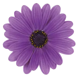 Osteospermum 'Dalina Lavender' - image 1