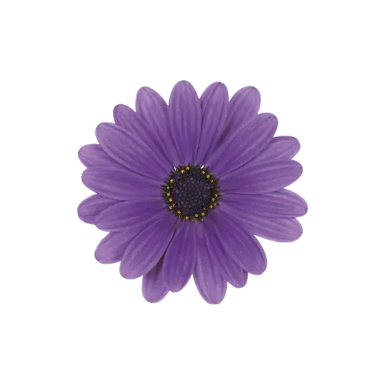 Osteospermum Dalina 'Lavender'