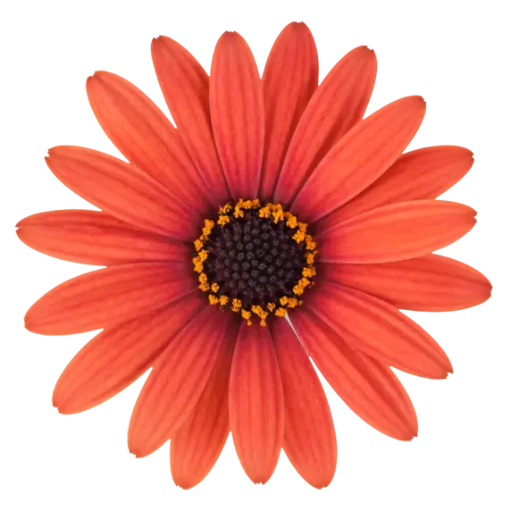 Osteospermum 'Dalina Orange Brique' - image 1