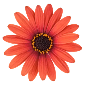 Osteospermum 'Dalina Orange Brique' - image 1