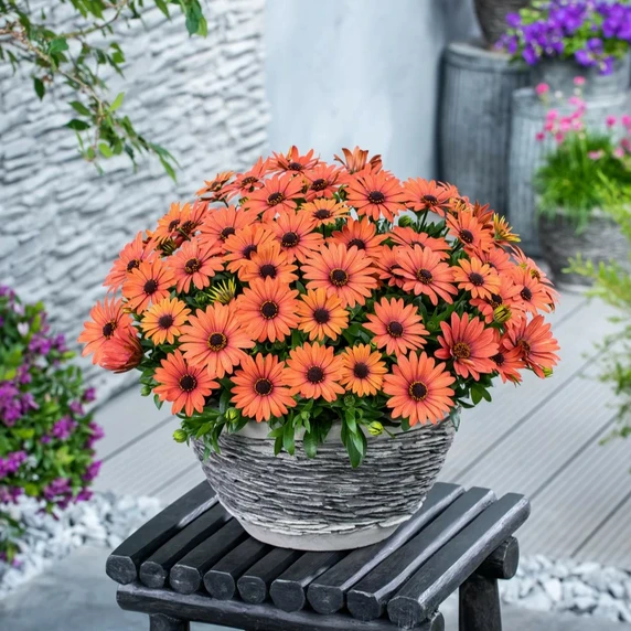 Osteospermum 'Dalina Orange Brique' - image 2