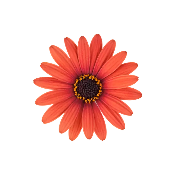 Osteospermum Dalina 'Orange Brique'