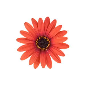 Osteospermum Dalina 'Orange Brique'