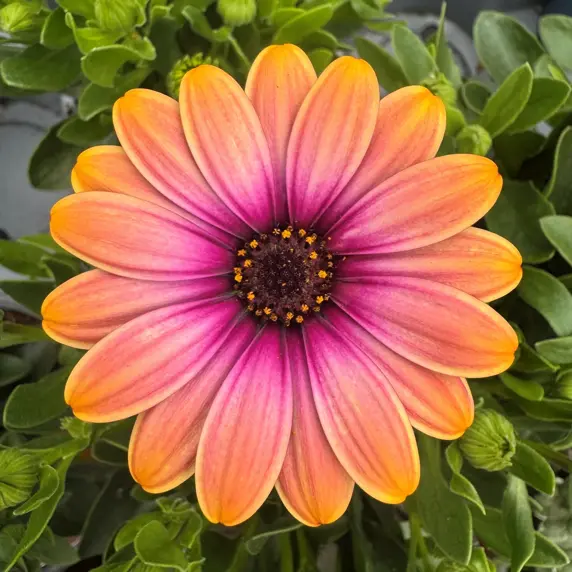 Osteospermum 'Dalina Orange Sunset'