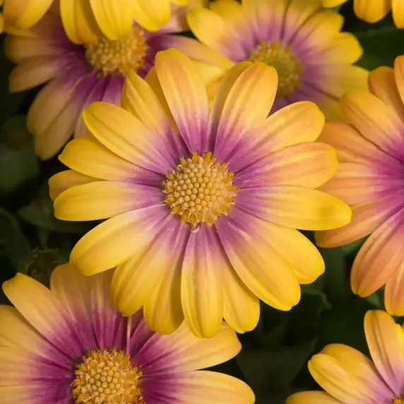 Osteospermum 'Dalina Pink Eye Beauty' - image 1