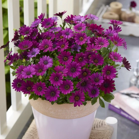 Osteospermum 'Dalina Purple' - image 2