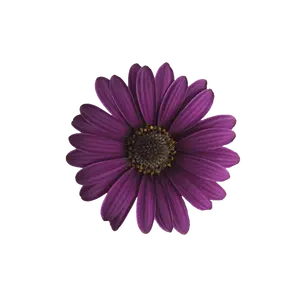 Osteospermum Dalina 'Purple'