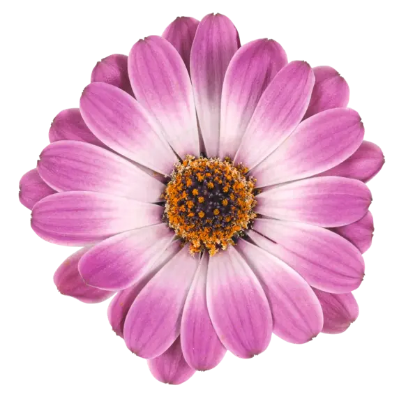 Osteospermum 'Dalina Rose White'