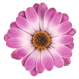 Osteospermum 'Dalina Rose White'