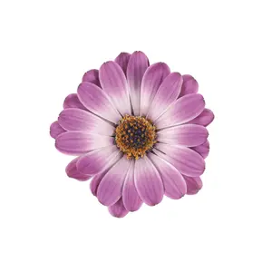 Osteospermum Dalina 'Rose White'