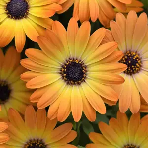 Osteospermum 'Dalina Sunshine Beauty' - image 1