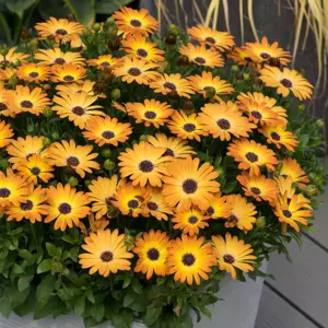 Osteospermum 'Dalina Sunshine Beauty' - image 2